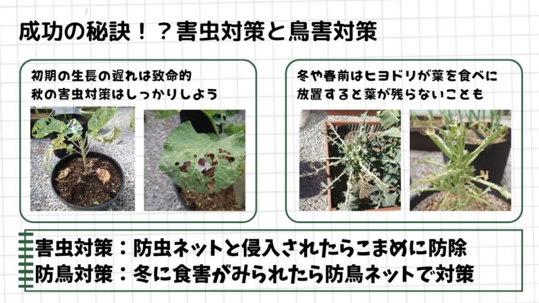 ブロッコリー栽培で発生した害虫被害と鳥害の様子