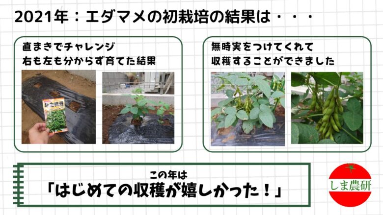 直まきから育てた2021年のエダマメ初栽培と収穫の様子を記録した画像