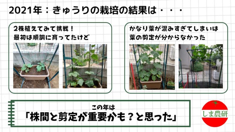 プランターに2株植えしたきゅうりが葉で混み合った2021年の栽培観察記録画像