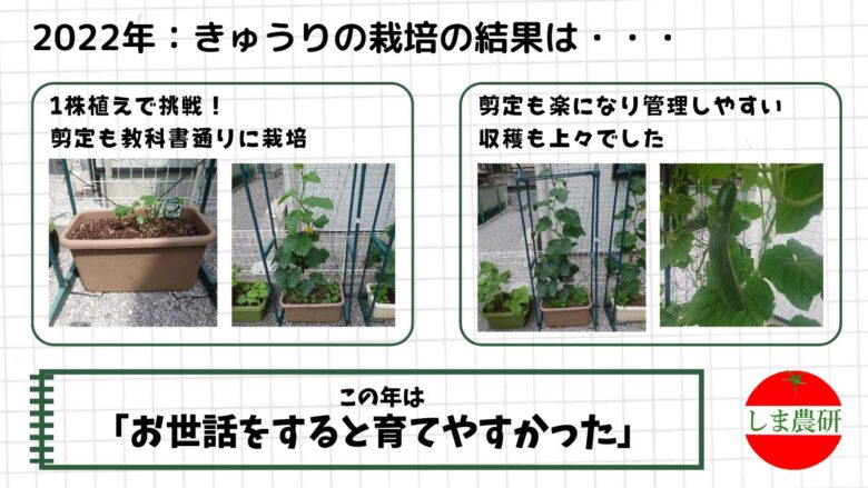 プランターで1株植えし、剪定しながら育てたきゅうりの2022年栽培記録画像