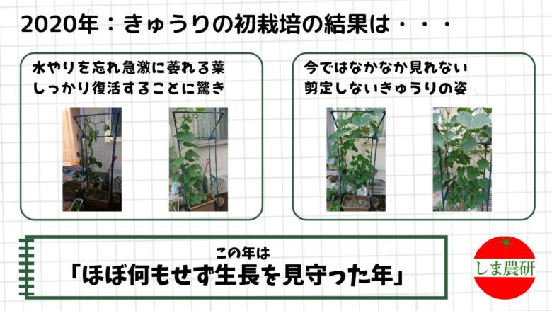 プランターで育てた初栽培のきゅうり。剪定せず生長を見守った2020年の観察記録画像