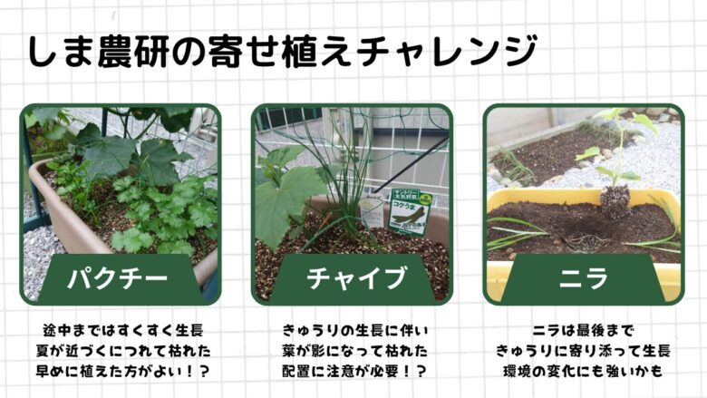 きゅうりとハーブ類を同じプランターで寄せ植えした観察記録画像