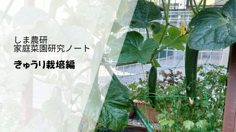 きゅうりの家庭菜園研究ノート｜ネット仕立てで育つ株と実の成長記録
