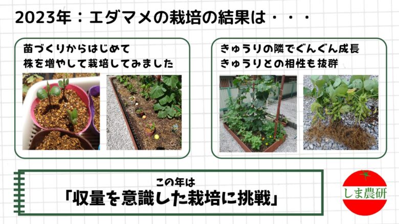 苗づくりから始めて株数を増やした2023年のエダマメ栽培と収穫の様子を記録した画像