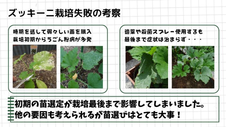 栽培初期からうどん粉病の症状が出たズッキーニ。苗の状態が悪く、対策を行っても最後まで生育が回復しなかった様子。
