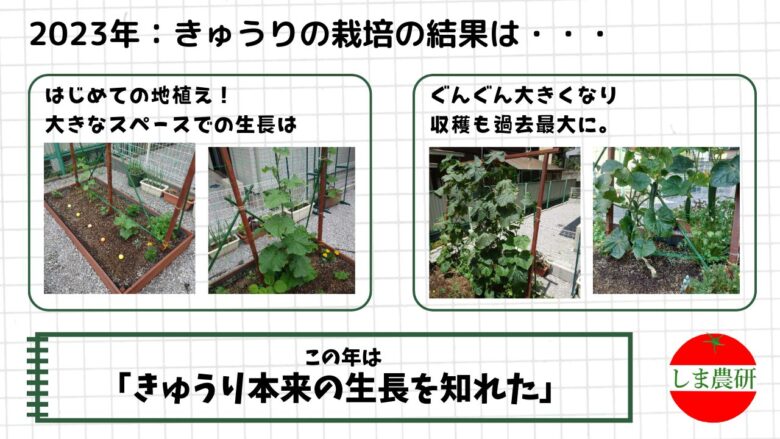 地植えで大きく生長し、過去最多の収穫となった2023年のきゅうり栽培記録画像