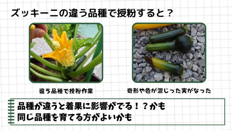 形や色にばらつきが見られるズッキーニの収穫例