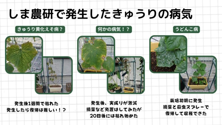 プランター栽培のきゅうりで発生した複数の病気症状とその後の経過を比較した観察記録画像