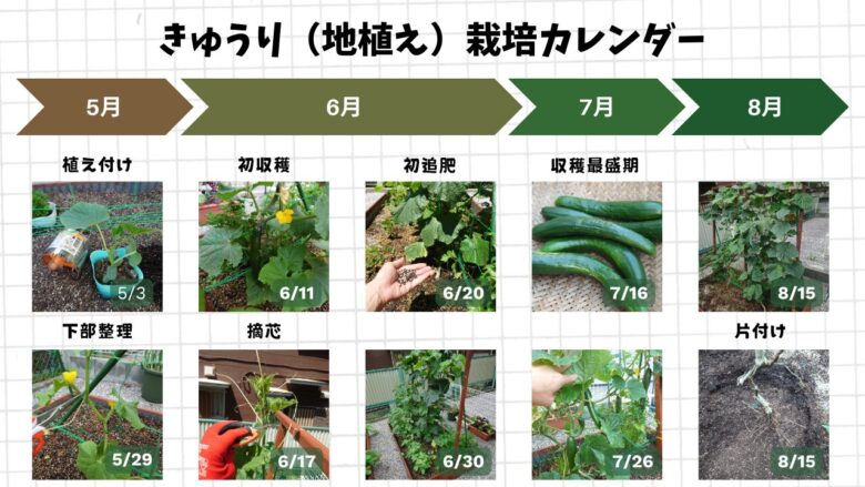 きゅうりを地植えで育てた5月から8月までの生長と収穫の流れを写真で記録した栽培カレンダー