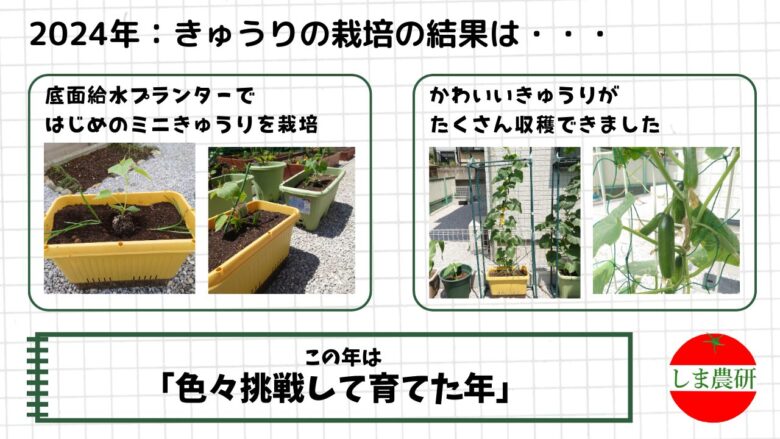 底面給水プランターでミニきゅうりを育て、安定して収穫できた2024年の栽培記録画像