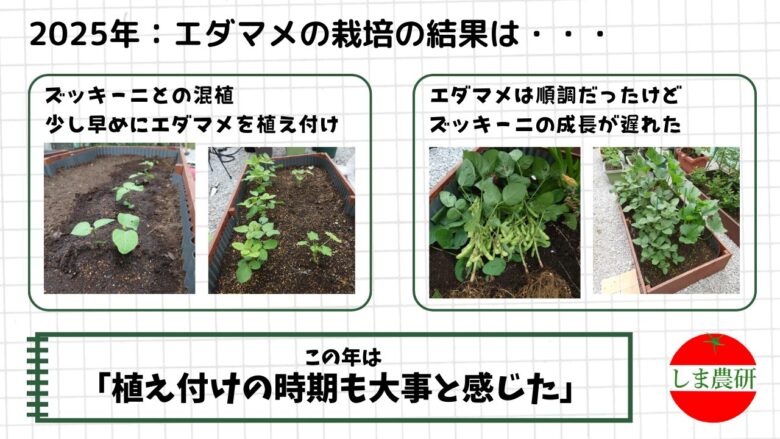 ズッキーニと混植し、植え付け時期をずらした2025年のエダマメの生長と収穫の記録画像