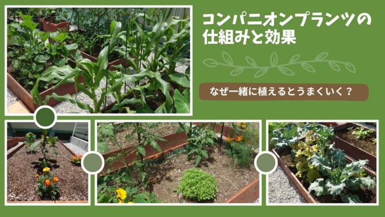 コンパニオンプランツの仕組みと効果を紹介するアイキャッチ画像。野菜や花を一緒に植えた家庭菜園の様子とともに、相性によって育ち方が変わる例をまとめたもの