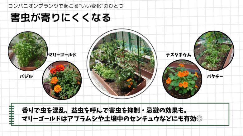 コンパニオンプランツで害虫が寄りにくくなる様子。マリーゴールドやバジルなどを組み合わせた家庭菜園の観察記録