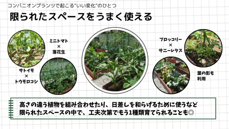 コンパニオンプランツで限られたスペースを有効活用する例。高さの違う野菜や葉の影を活かして、複数の野菜を育てている家庭菜園の様子