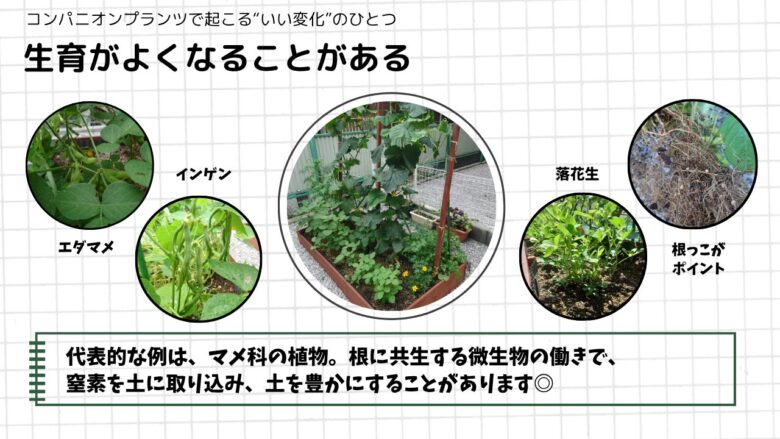 コンパニオンプランツで生育がよくなる例。エダマメやインゲンなどマメ科の植物が、根の働きで土を豊かにする様子（家庭菜園の観察）