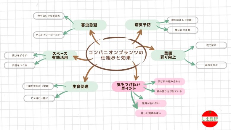 コンパニオンプランツの仕組みと効果をやさしくまとめた図。いい変化（害虫・病気・生育など）と、気をつけたいポイントを整理しています。