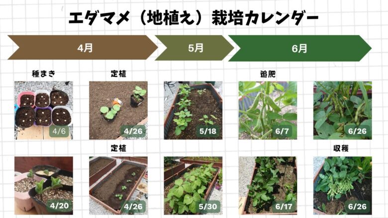 4月の種まきから6月の収穫まで、地植えエダマメの生長と作業の流れを時系列でまとめた栽培カレンダー画像