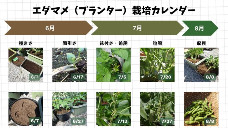 6月の種まきから8月の収穫まで、プランターで育てたエダマメの生長と作業の流れをまとめた栽培カレンダー画像