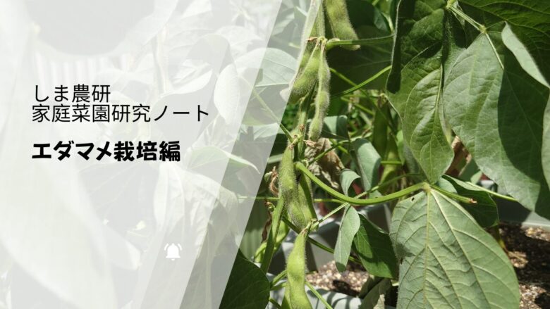 しま農研の家庭菜園研究ノート・エダマメ栽培編のアイキャッチ画像。プランターで育てたエダマメの莢と葉の様子。