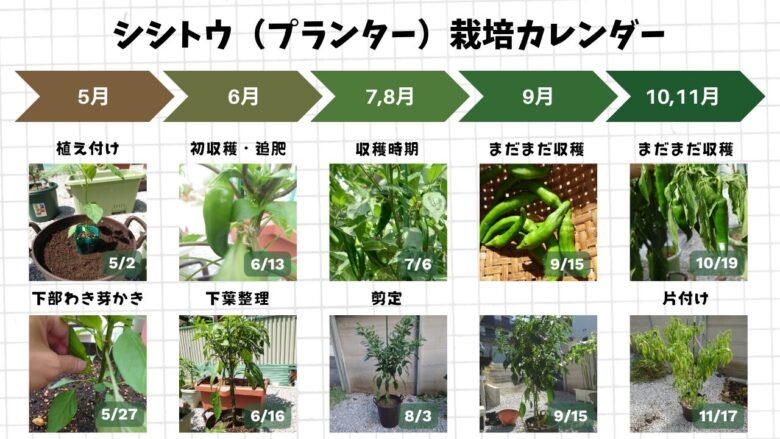 プランターで育てたシシトウの定植から収穫終了までを、月ごとの写真でまとめた栽培カレンダー画像