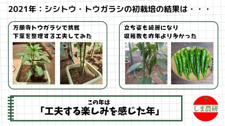 2021年の万願寺トウガラシ栽培で下葉整理を試し、株姿や収穫量の変化を観察した記録画像
