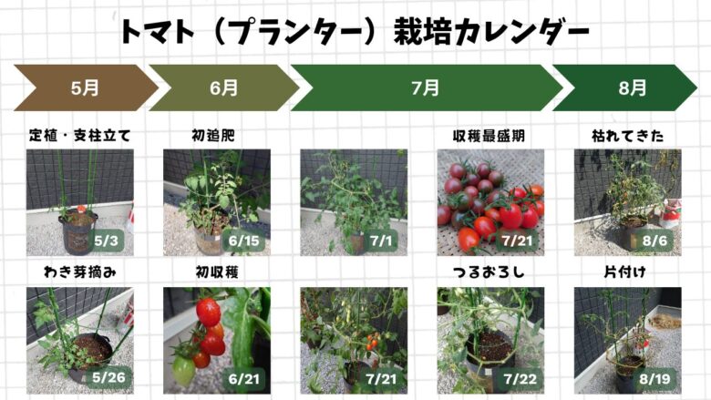 プランターで育てたトマトの定植から収穫・片付けまでの栽培記録画像