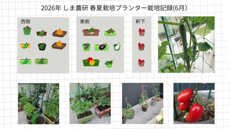 2026年GWから6月のしま農研春夏栽培プランター記録として、西側・東側・軒下の配置図とズッキーニの花やナスの実など生長の様子をまとめた画像