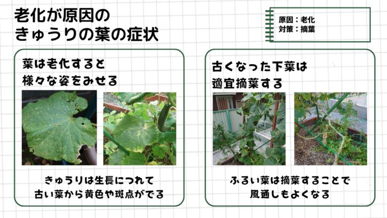 きゅうりの葉の老化症状をまとめた図解。古い葉が黄色くなったり斑点が出る様子を実際の栽培写真で紹介し、生長に伴う葉の老化や、古くなった下葉を摘葉して風通しを改善する管理方法を解説している。