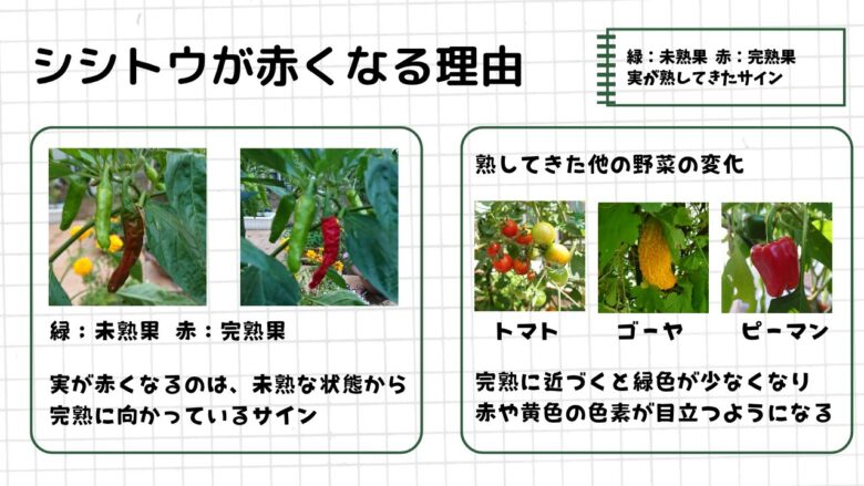 赤くなったシシトウと、トマト・ゴーヤー・ピーマンなど熟すと色が変わる野菜の例をまとめた図解