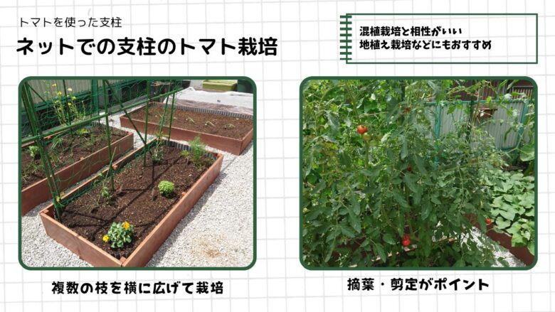 ネット支柱を使ったミニトマト栽培の図解。左はレイズドベッドでコンパニオンプランツと一緒にネットへ枝を広げながら育てている初期の様子、右は枝が大きく広がった栽培後期の様子。地植え栽培や混植栽培と相性がよく、摘葉や剪定をしながら管理する育て方として紹介している。