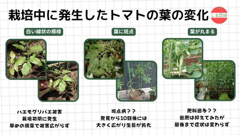 トマトの葉に出た被害や斑点、葉巻き症状の観察記録画像
