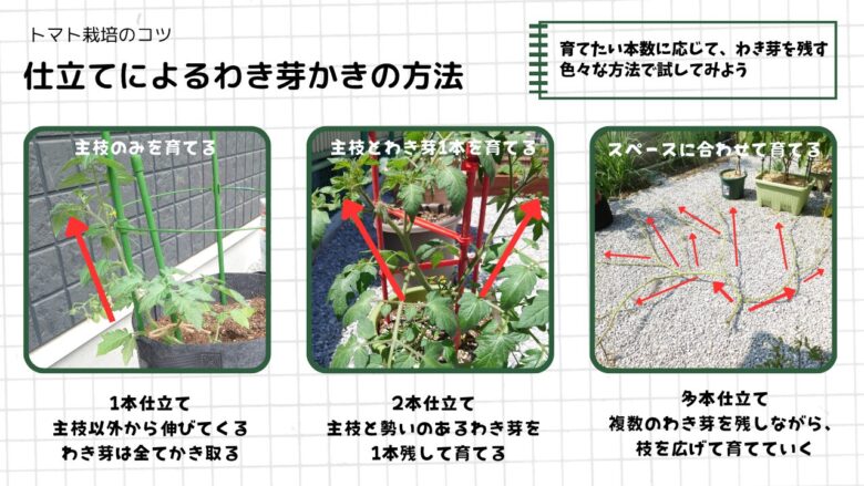 ミニトマトの1本仕立て・2本仕立て・多本仕立ての違いを比較した図解。左は主枝1本だけを育てる1本仕立て、中央は主枝と勢いのあるわき芽1本を残して育てる2本仕立て、右は複数のわき芽を残して枝を広げながら育てる多本仕立てを紹介。赤い矢印で枝の伸ばし方や残す枝を分かりやすく説明している。