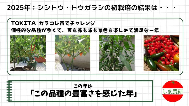 2025年のTOKITAカラコレ苗を使ったシシトウ・トウガラシ栽培で、多彩な実や株姿を観察した記録画像