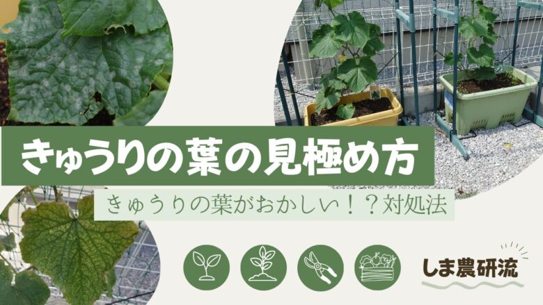 きゅうりの葉の異変や対処法を紹介したアイキャッチ画像。白い粉が付いた葉、黄化した葉、元気に育つきゅうり株の写真を使い、「きゅうりの葉の見極め方」「きゅうりの葉がおかしい！？対処法」というタイトルで、葉の症状の観察ポイントを解説している。