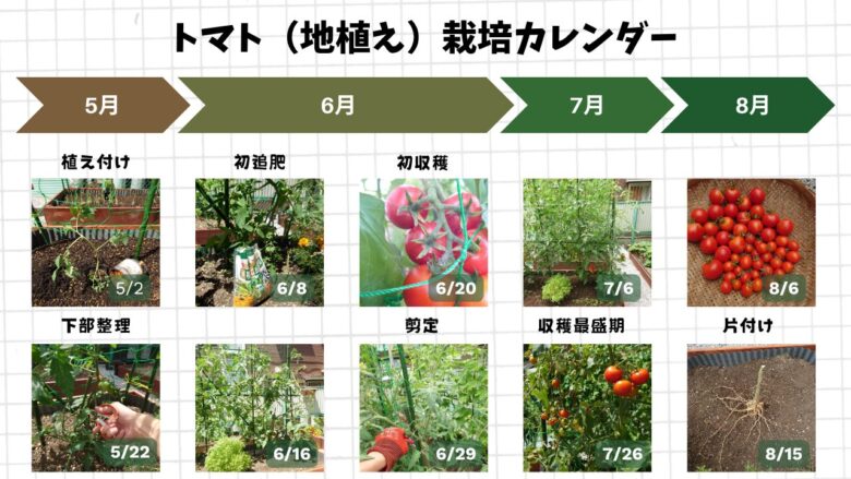 地植えで育てたトマトの植え付けから収穫・片付けまでの栽培記録画像