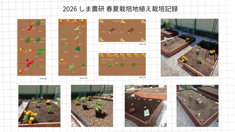 2026年春夏の家庭菜園の地植え栽培記録。コンパニオンプランツを取り入れた配置図と、トマト・ナス・オクラ・ショウガなどを定植した直後の畝の様子