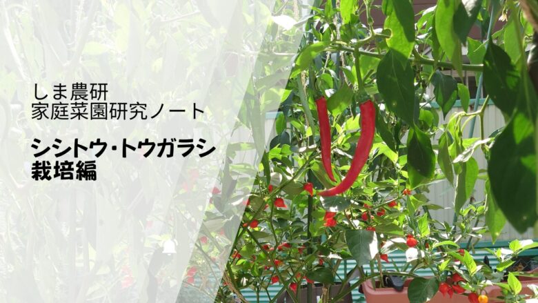 赤く色づいたトウガラシと緑の葉が広がる様子を使った「しま農研 家庭菜園研究ノート シシトウ・トウガラシ栽培編」のアイキャッチ画像