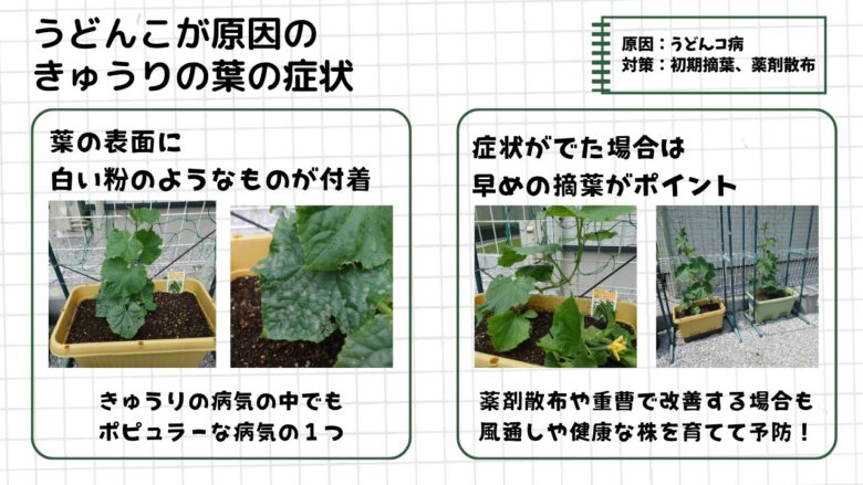 きゅうりの葉に白い粉が付着する「うどんこ病」の症状と対策をまとめた図解。葉の表面に白い粉状の症状が現れた様子と、摘葉や薬剤散布による対策方法を実際の栽培写真付きで紹介している。