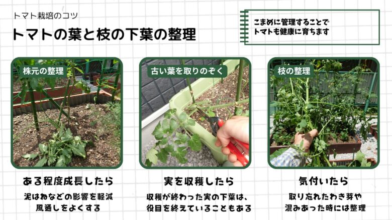 ミニトマト栽培で行う下葉や枝の整理方法を解説した図解。左は株元の葉を整理して泥はねや蒸れを防いでいる様子、中央は収穫が終わった実の近くの古い葉をハサミで摘葉している様子、右は混み合った枝や取り忘れたわき芽を整理して風通しを改善している様子を紹介している。