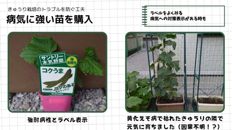 病気に強いきゅうり苗の選び方を紹介した図解。耐病性表示のある苗ラベル写真や、病気で枯れた株の隣で元気に育ったきゅうりの様子を掲載し、ラベル確認や耐病性品種を選ぶ工夫について解説している（サントリー本気野菜「コクうま」）。