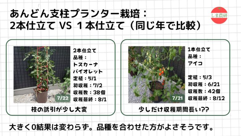 あんどん支柱を使ったミニトマトの1本仕立てと2本仕立てを比較した観察記録画像