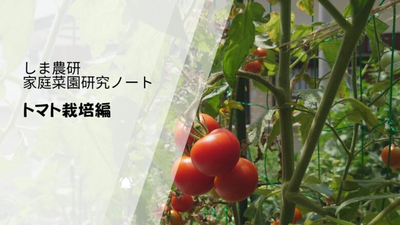 ネット仕立てで育てたトマトが赤く色づく様子をまとめた「しま農研 家庭菜園研究ノート トマト栽培編」のアイキャッチ画像