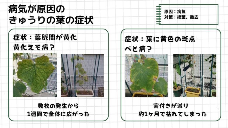 きゅうりの葉が黄色くなる病気症状をまとめた図解。葉脈間が黄色くなる黄化えそ病のような症状や、葉に黄色い斑点が出るべと病のような症状を実際の栽培写真で紹介し、症状が広がった経過や株が弱って枯れてしまった様子をまとめている。