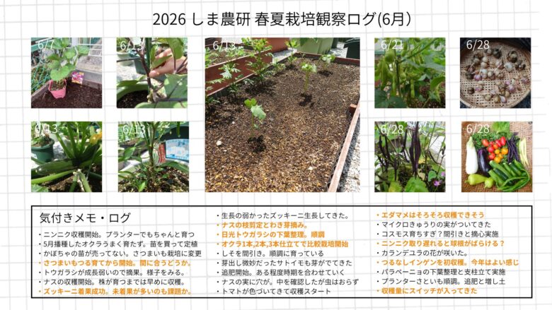 2026年6月のしま農研春夏栽培で、ナスやズッキーニ、枝豆、ニンニク、つるなしインゲンなどの生長と収穫の様子をまとめた観察ログ画像