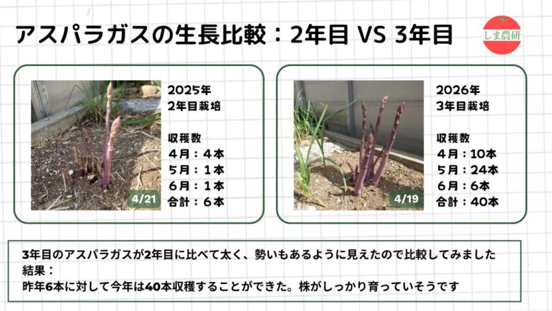2年目と3年目のアスパラガスを写真と収穫数で比較したしま農研の観察図解