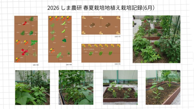 2026年6月のしま農研春夏栽培地植え記録として、配置図と生長し始めた春夏野菜の菜園写真をまとめた画像