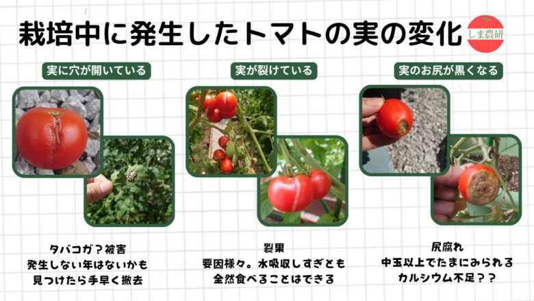 トマト栽培中に発生した穴あき・裂果・尻腐れなど実の変化をまとめた観察記録画像