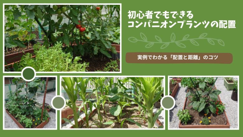 初心者でもできるコンパニオンプランツ配置の実例。トマト・きゅうり・トウモロコシ・ナスの混植栽培をレイズドベッドで比較し、配置と距離のコツをまとめたアイキャッチ画像