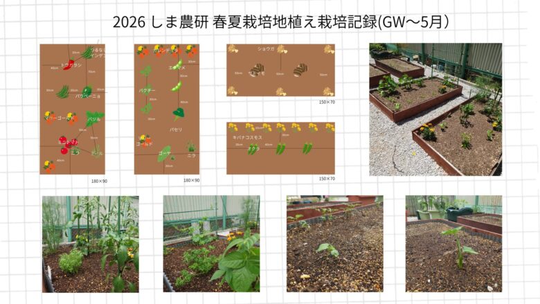 2026年GWから5月にかけてのしま農研春夏栽培地植え記録として、配置図と生長し始めた春夏野菜の菜園写真をまとめた画像