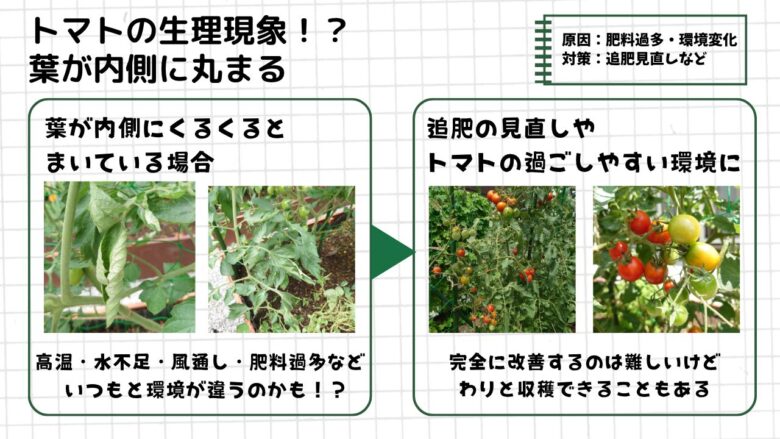葉が内側に丸まったトマトの様子と、高温・水不足・肥料過多などの原因や対策をまとめた観察図解